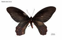 藏品(曙鳳蝶)的圖片